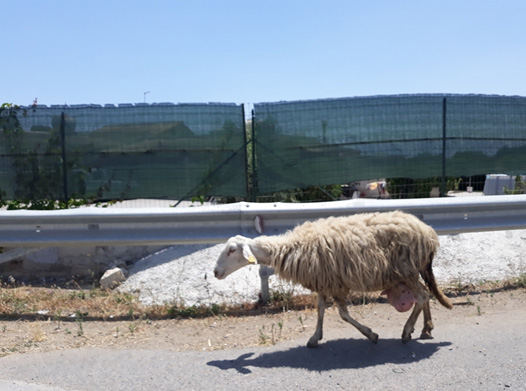 Sheep-with-full-udder.jpg