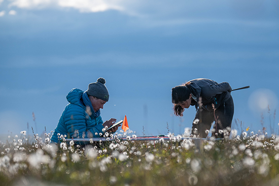 Meticulous on-the-ground observations provide critical insights into how tundra vegetation is changing_credit_Jeffrey Kerby_National Geographic Society-www.jpg