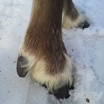 Terhi Reindeer Photos 2.jpg
