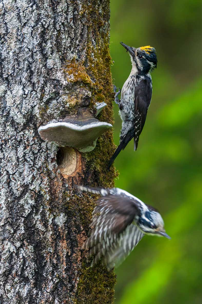 Lähikuvassa pohjantikka poistumassa puussa olevasta pesäkolosta, toinen istuu puunrungolla.