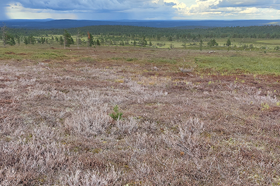 5.9._sillavaara 550x367.jpg