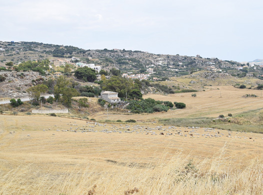 Sheep_grazing.jpg